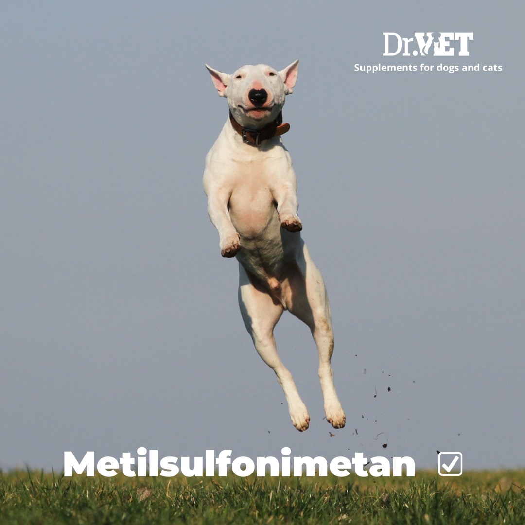 Mobilityvet