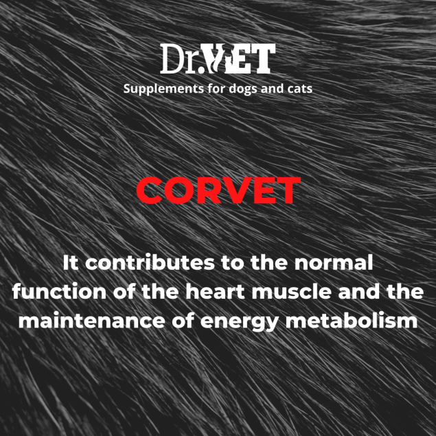 Corvet