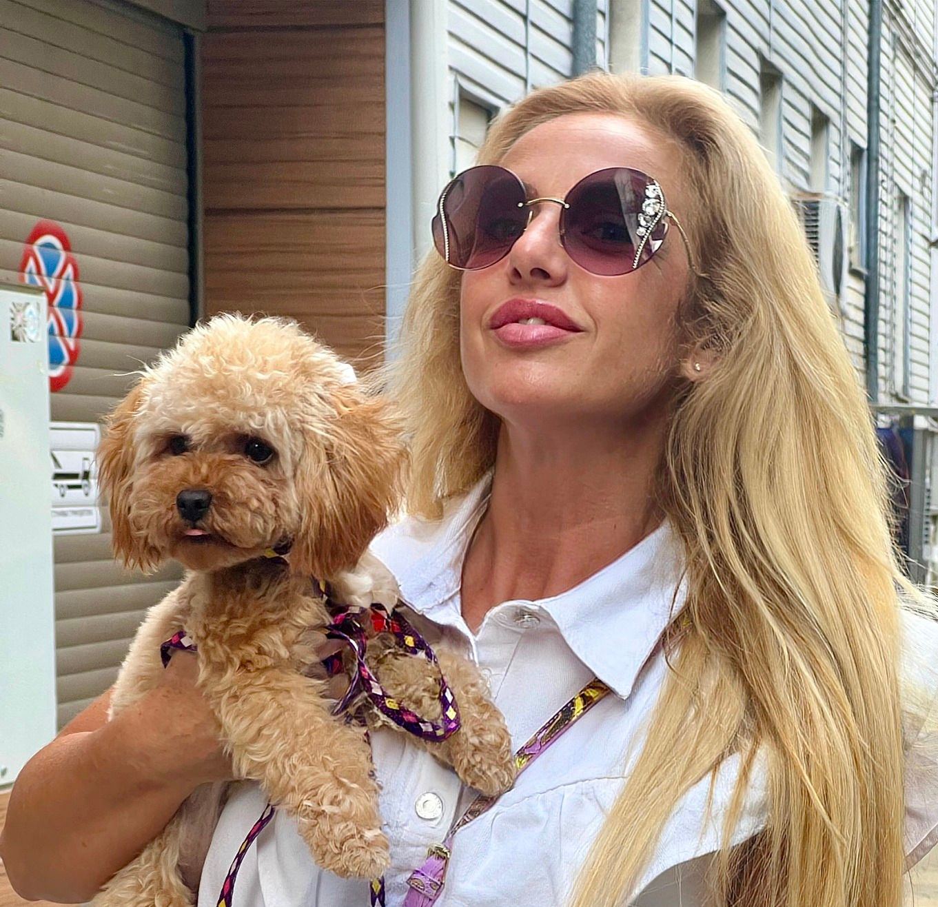 здрава козина пудел