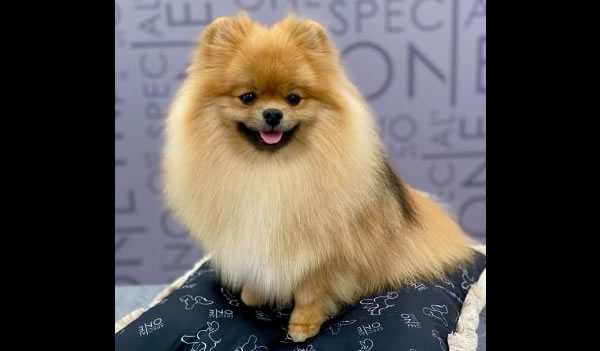 Къпане със Special One – за всички породи