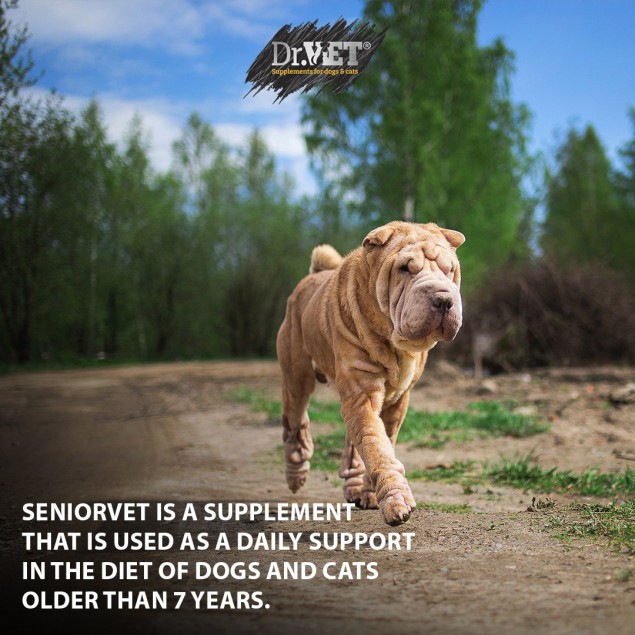 Хранителна добавка за стари кучета