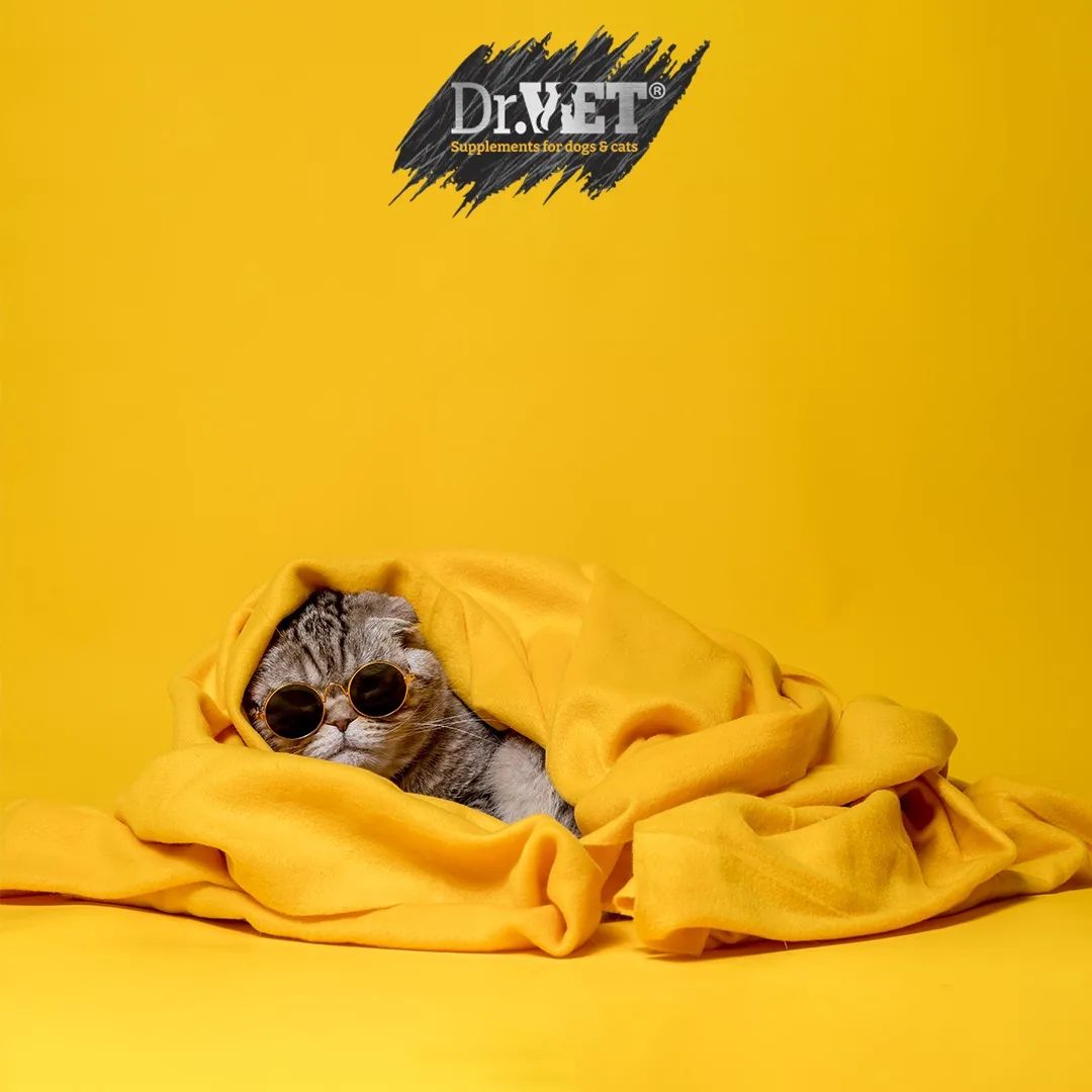 Добавка за успокояване на куче