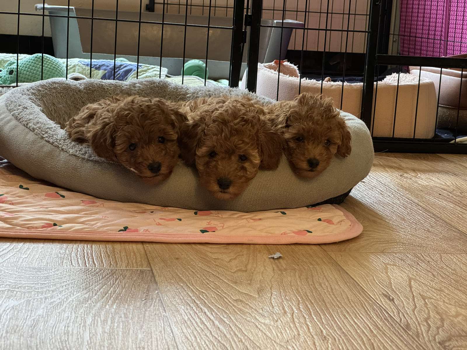 Кучило А, развъдник Murfin