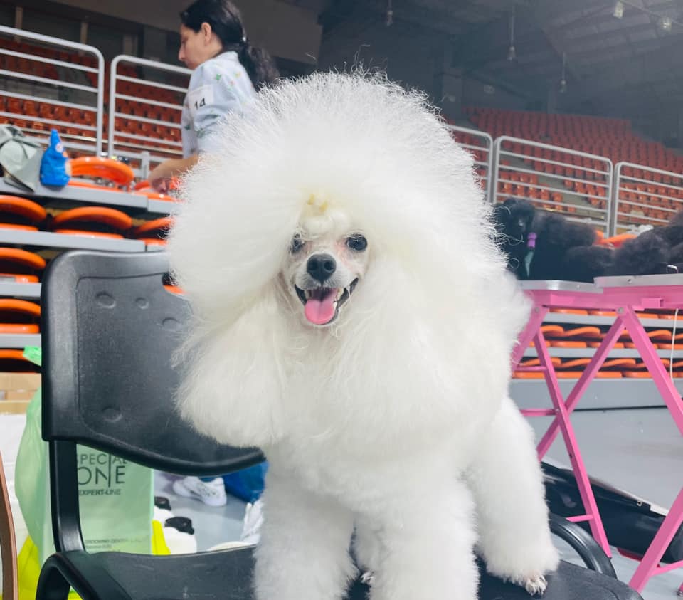 Той пудел бял